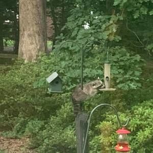 Meet your Posher, Anne